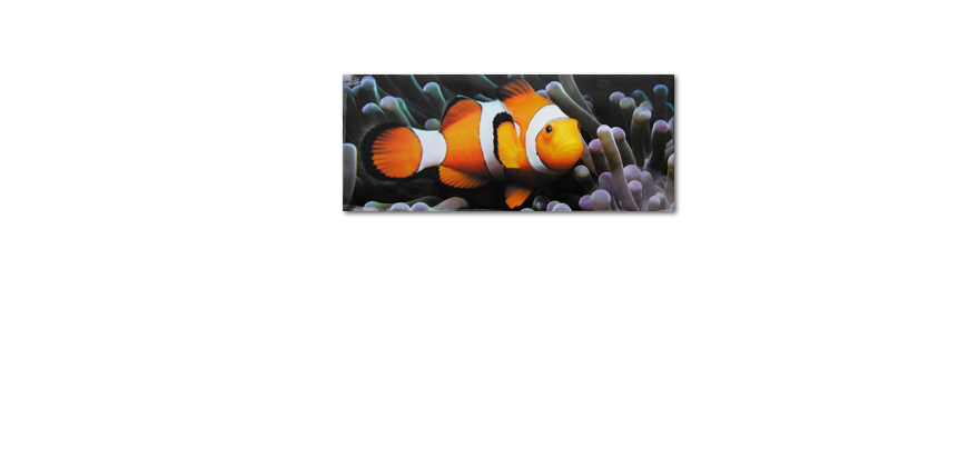 Nemo the Clown 120x50cm Leinwandbild