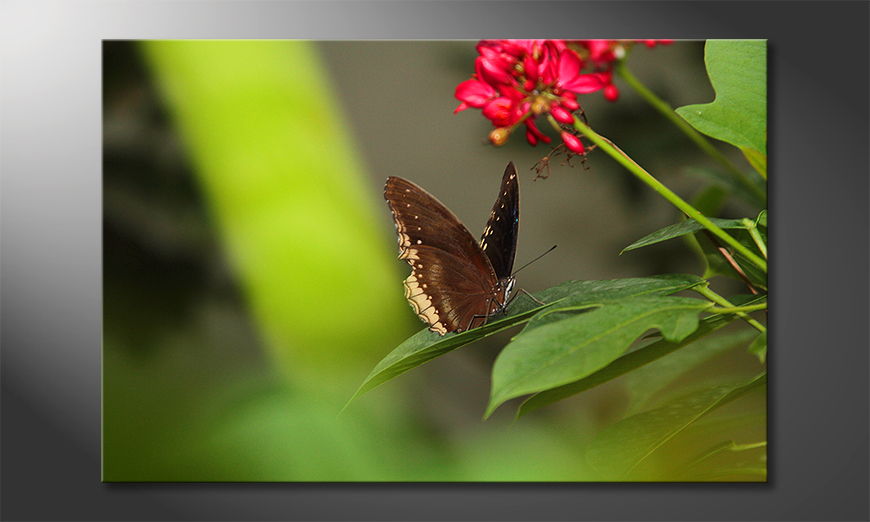 Das Bild Brown Butterfly in sechs Größen