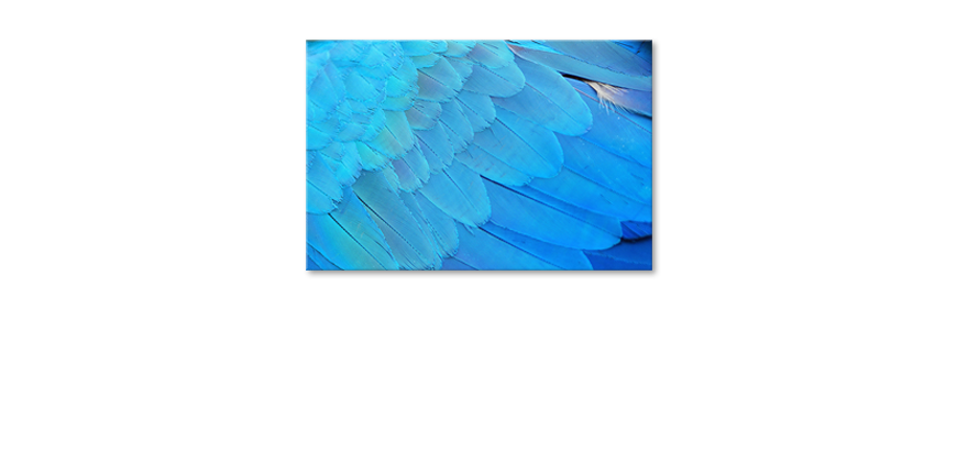 Das-Leinwandbild-Bird-Feathers