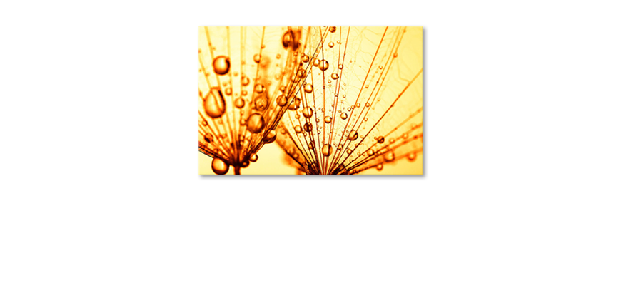 Das-Leinwandbild-Dandelion-Seed