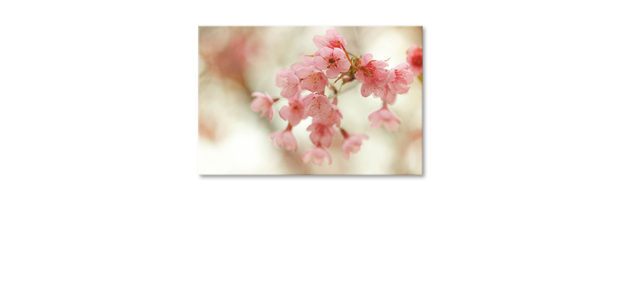 Das-Wandbild-Cherry-Blossoms