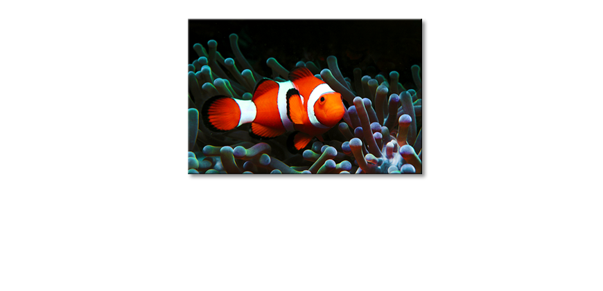 Das-moderne-Leinwandbild-Nemo