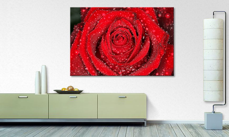 Das moderne Wandbild Morning Rose