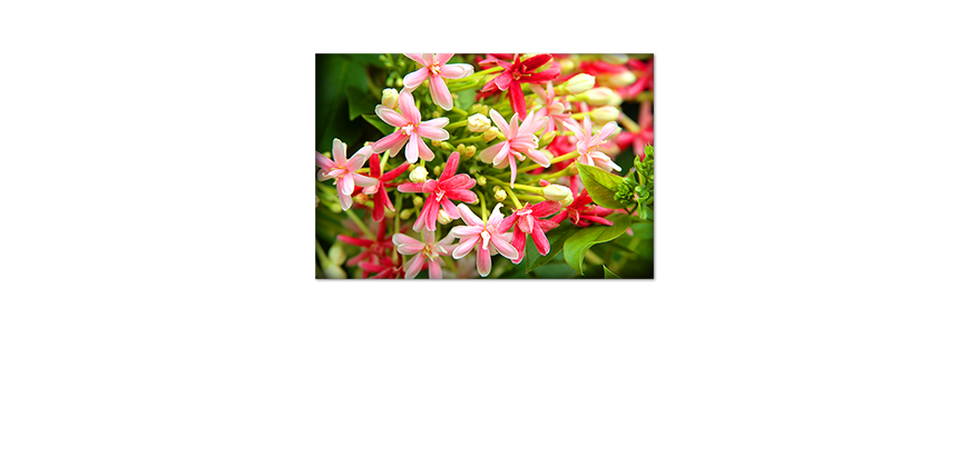 Blumen-als-Poster-Pink-Moment