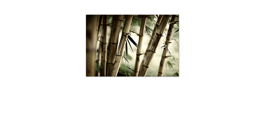 Das-Premium-Poster-Bamboo