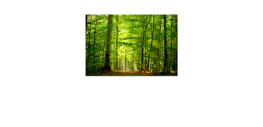 Das-Premium-Poster-Into-the-Forest
