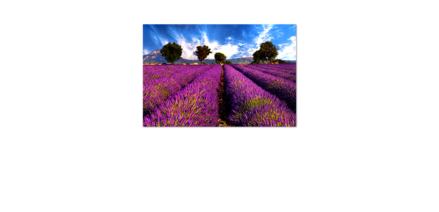 Das-Premium-Poster-Lavender