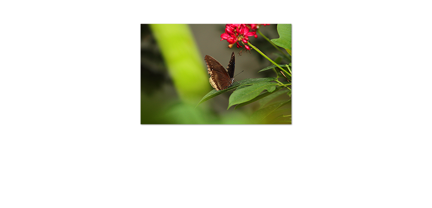 Das-wunderschöne-Poster-Brown-Butterfly