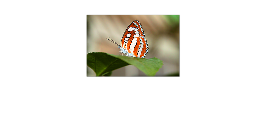 Das-wunderschöne-Poster-Orange-Butterfly