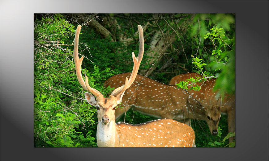 Das-wunderschöne-Poster-Watching-Deer