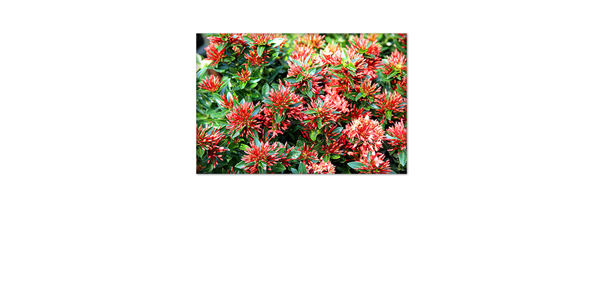 Unser-Premium-Poster-Green-Red-Nature