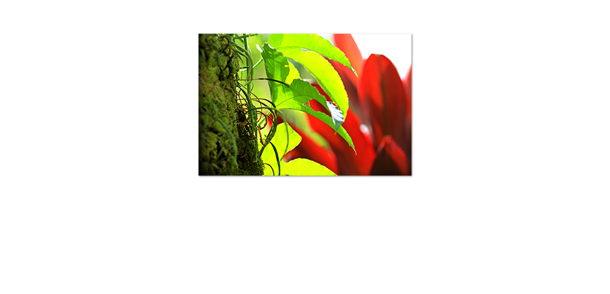 Unser-Premium-Poster-Red-Green-Nature