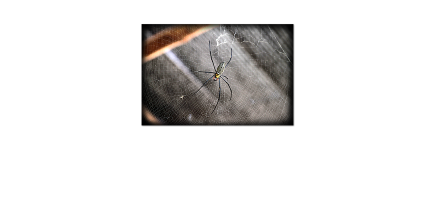 Unser-neues-Premium-Poster-Beauty-of-Spider