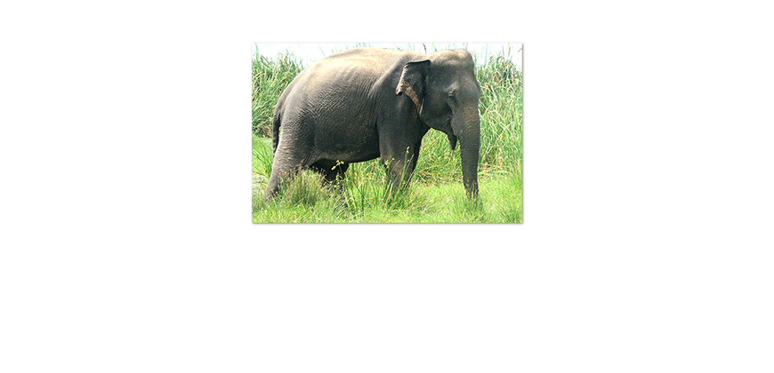 Unser-neues-Premium-Poster-Old-Elephant
