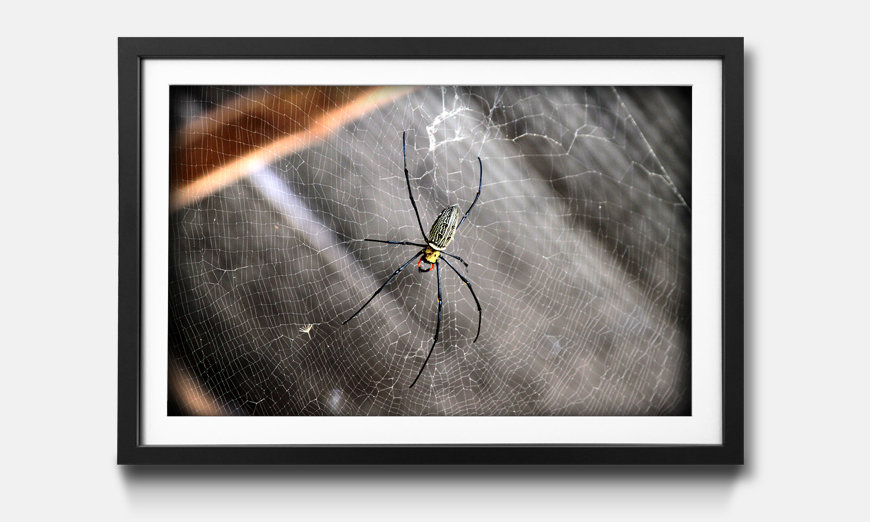 Kunstdruck gerahmt Beauty Of Spider