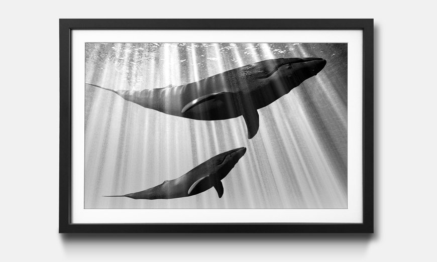 Kunstdruck gerahmt Whales