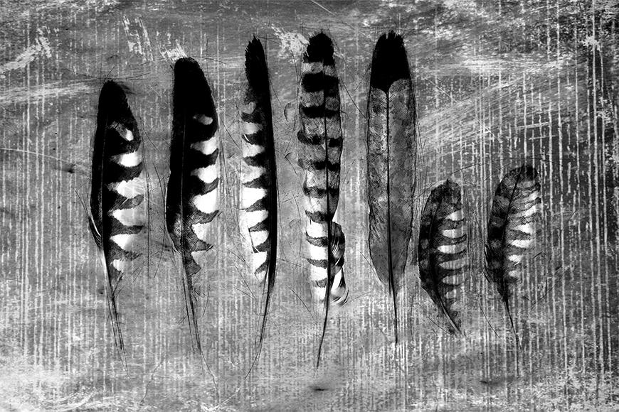 Die Fotottapete Monochrome Feathers