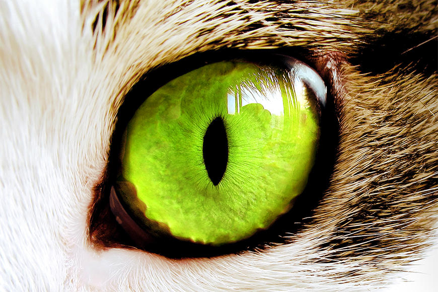 Die Tapete Cat Eye