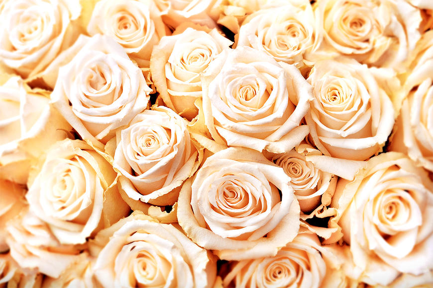 Die Vlies Foto Tapete Creamy Roses