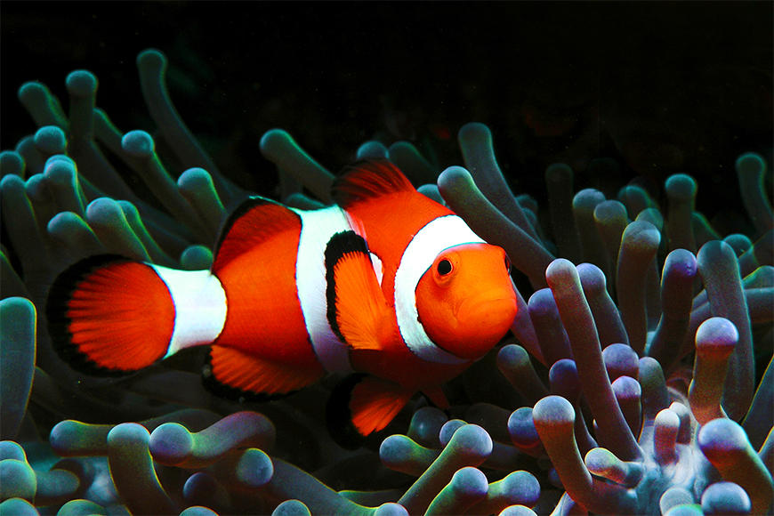 Die Vlies Fototapete Nemo