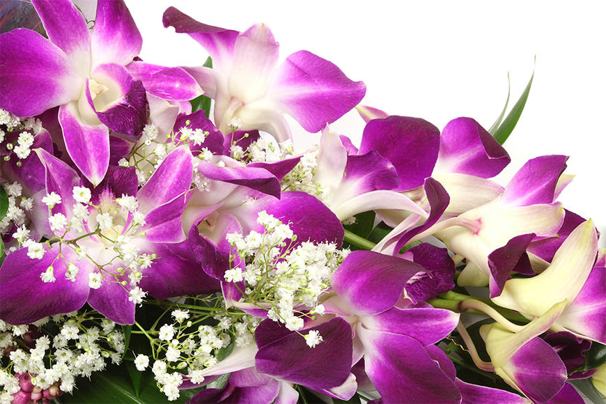 Die Vlies Fototapete Orchid Blossoms