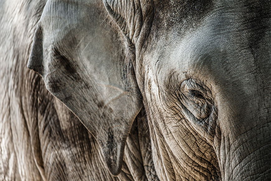 Fototapete Elefantenhaut ab 120x80cm