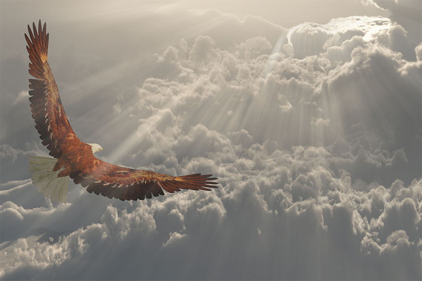 Naturmotiv Fliegender Adler in S bis XXL