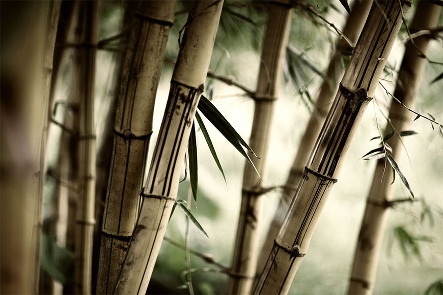 Vlies Fototapete Bamboo ab 120x80cm